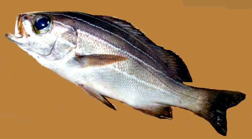 Parapristipoma octolineatum_03.jpg